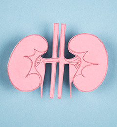 Photo of pink paper cutout of kidneys against light blue background